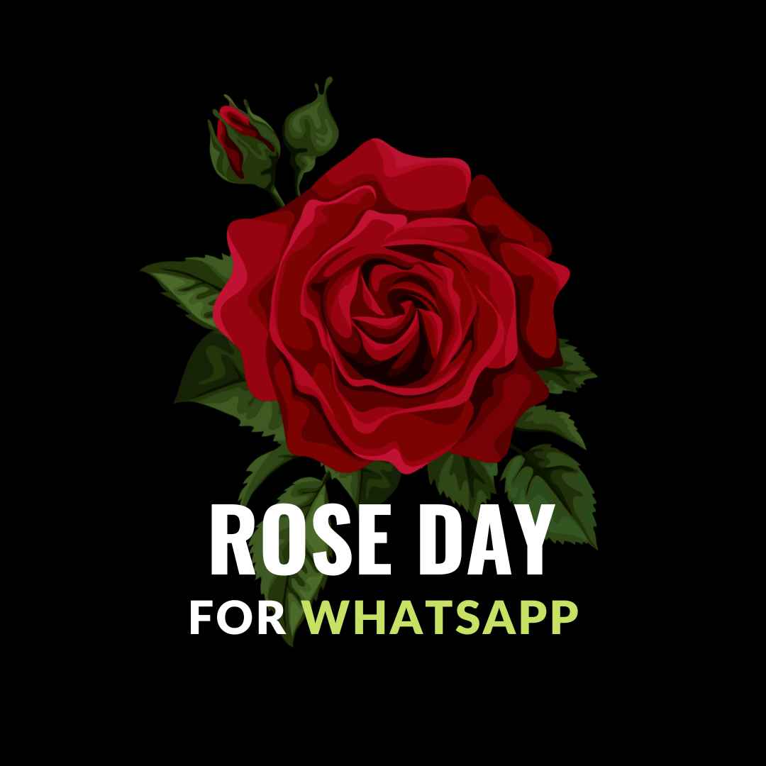 rose day